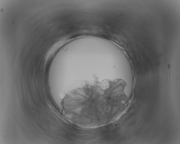 X0000066100149200603312034