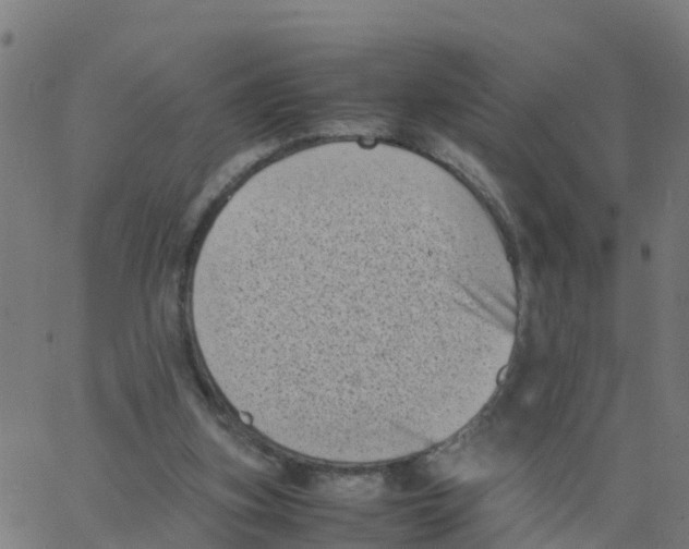 X0000066100155200603312034