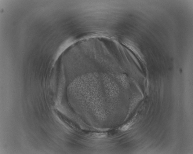 X0000066100156200603312034