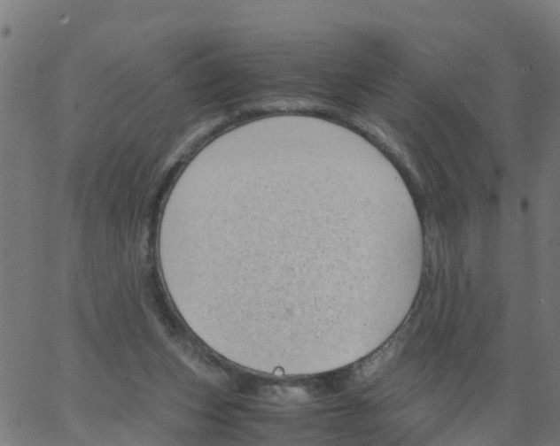 X0000066100159200603312034