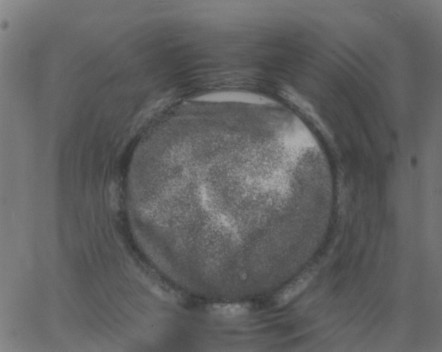 X0000066100161200603312034