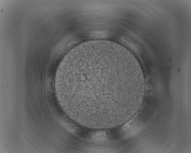 X0000066100162200603312034