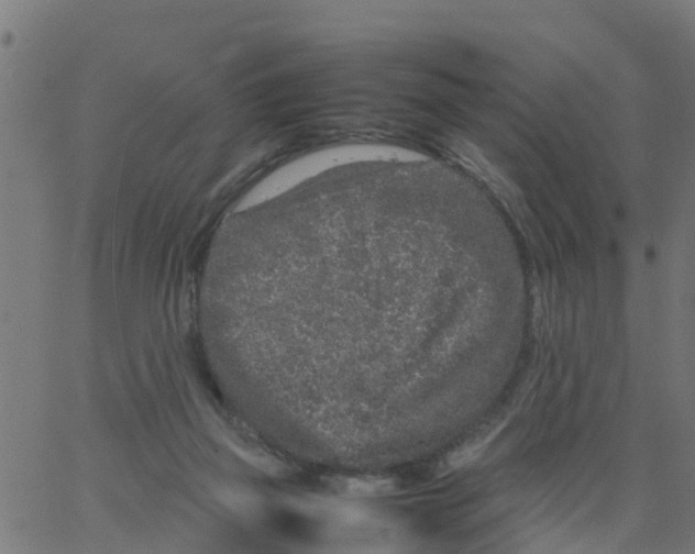 X0000066100165200603312034