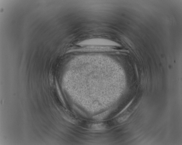 X0000066100173200603312034