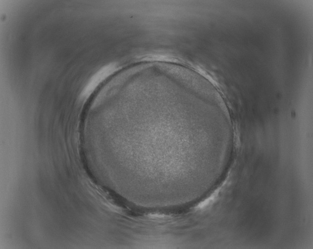 X0000066100199200603312034