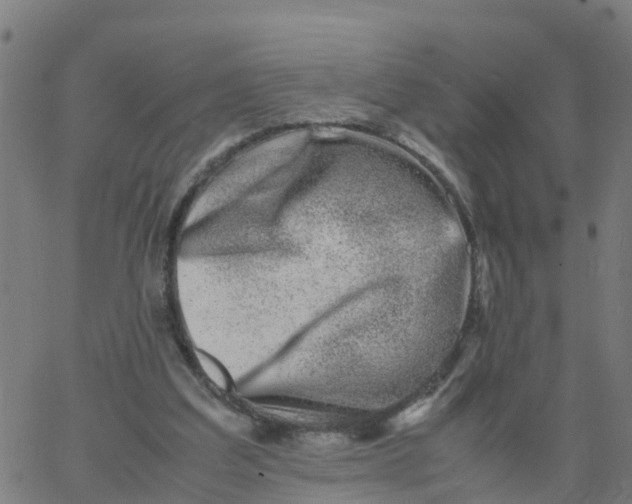 X0000066100203200603312033