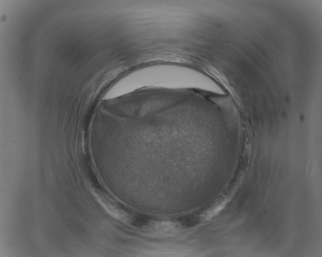 X0000066100205200603312033