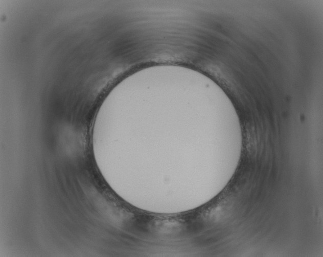 X0000066100208200603312033