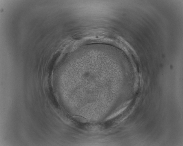 X0000066100209200603312033