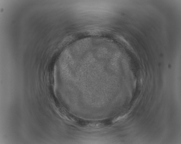 X0000066100213200603312033