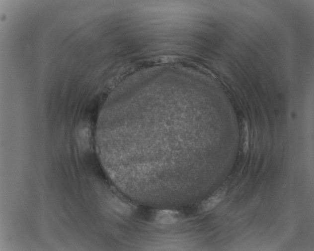 X0000066100222200603312033