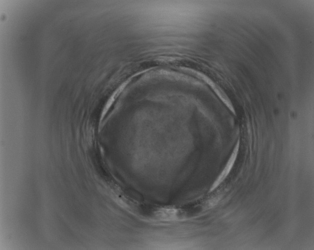 X0000066100227200603312033