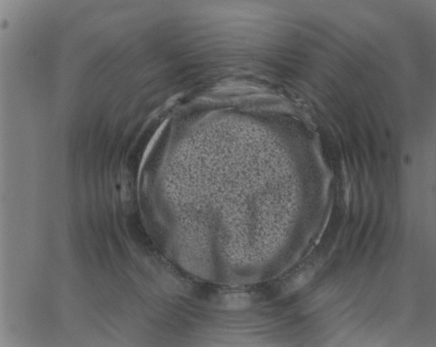 X0000066100228200603312033