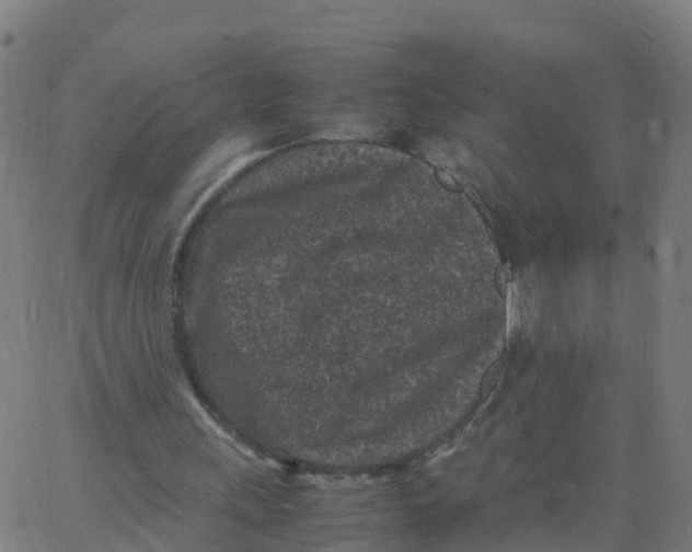 X0000066100243200603312032