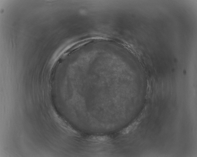 X0000066100247200603312032