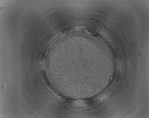 X0000066100269200603312033