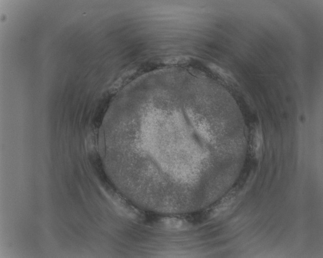 X0000066100272200603312033