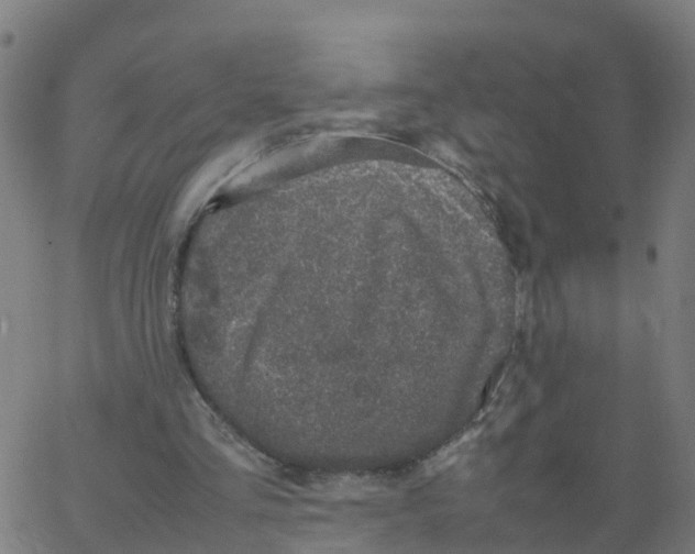 X0000066100293200603312032