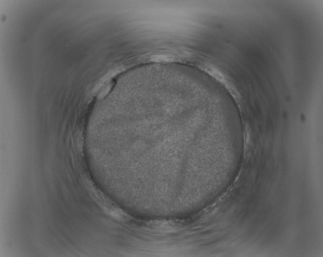 X0000066100297200603312032