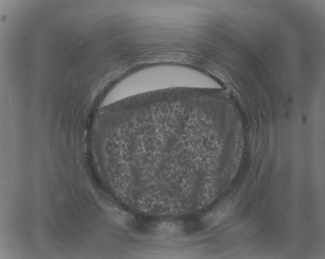 X0000066100303200603312032