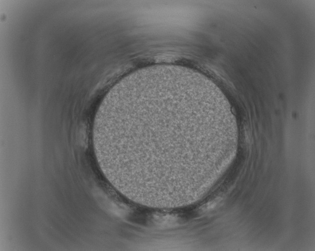 X0000066100311200603312032