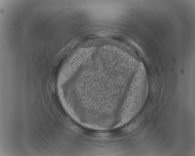 X0000066100313200603312032