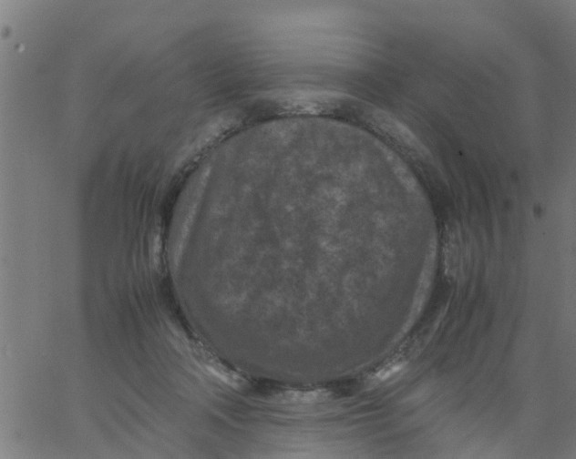 X0000066100314200603312032