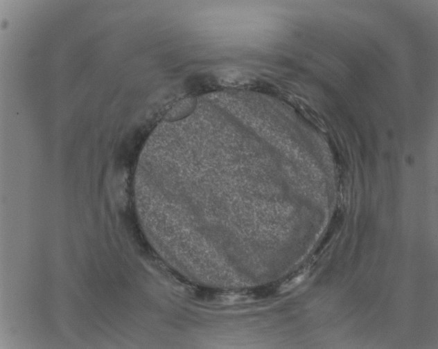 X0000066100319200603312032