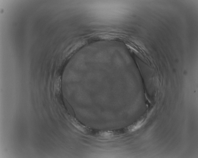 X0000066100325200603312031