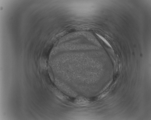 X0000066100331200603312031