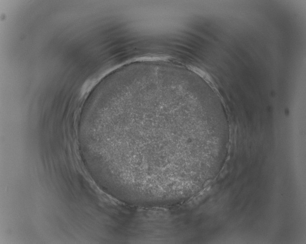 X0000066100337200603312031