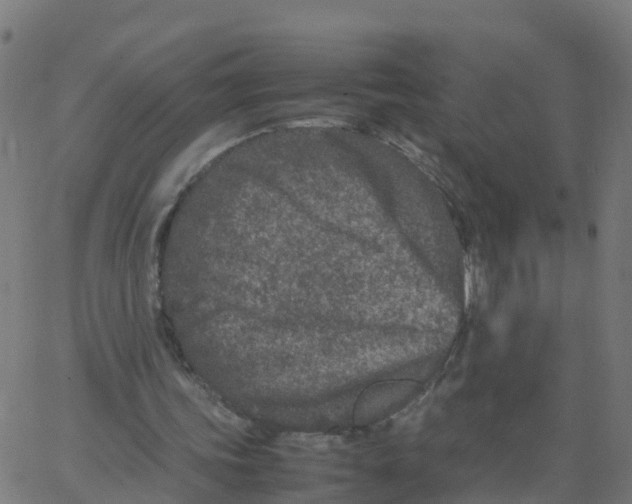 X0000066100339200603312031