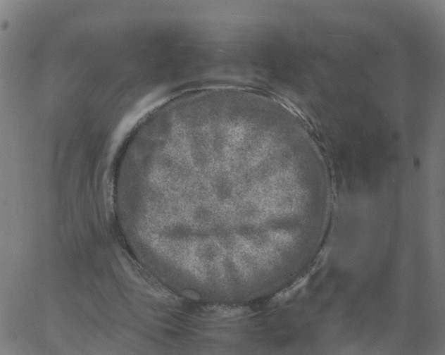 X0000066100343200603312031