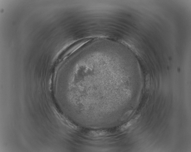 X0000066100351200603312031