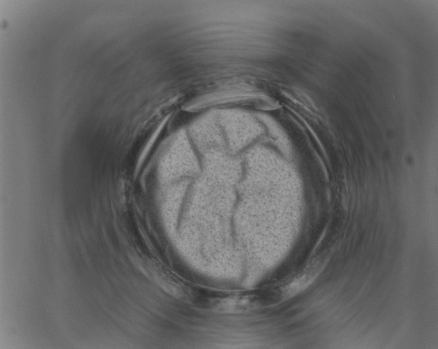 X0000066100366200603312031