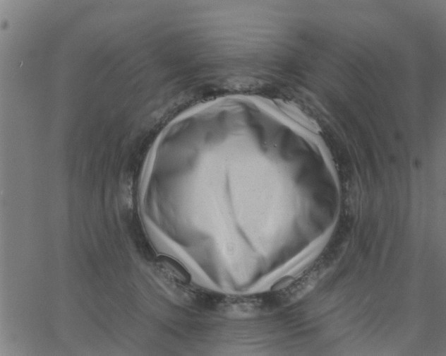 X0000066100368200603312031