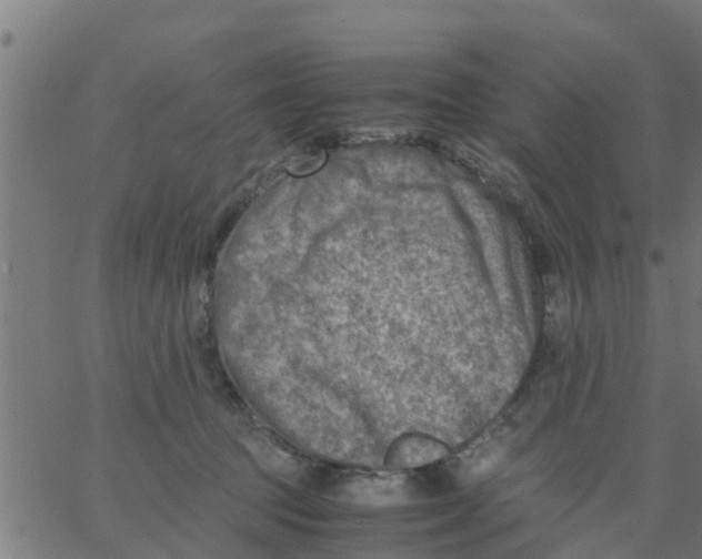 X0000066100369200603312031