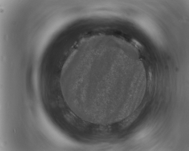 X0000066100383200603312031