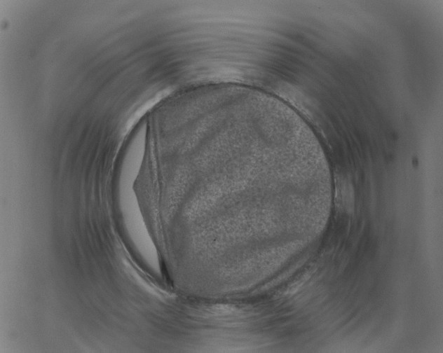 X0000066100390200603312030