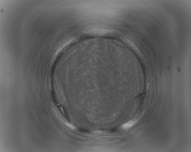 X0000066100399200603312030