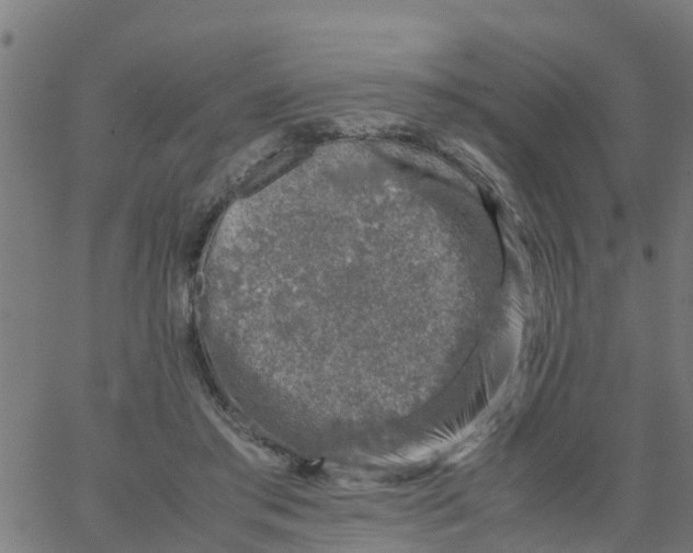 X0000066100405200603312030