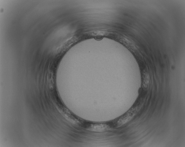 X0000066100414200603312030