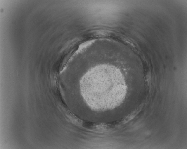 X0000066100423200603312030