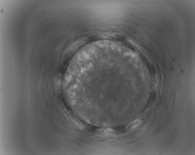 X0000066100427200603312030