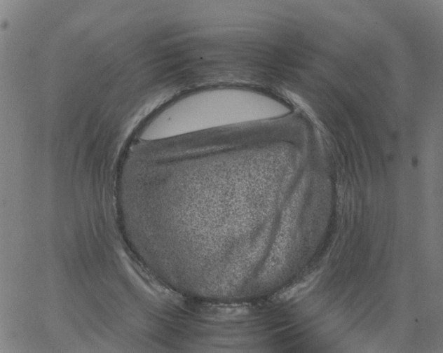 X0000066100443200603312029