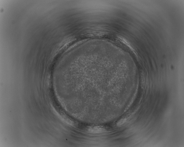 X0000066100451200603312029