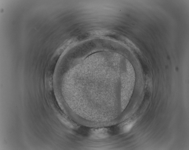 X0000066100452200603312029