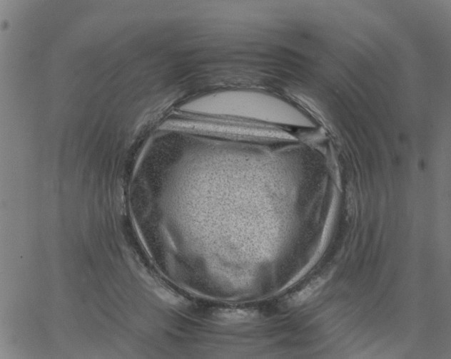 X0000066100453200603312029