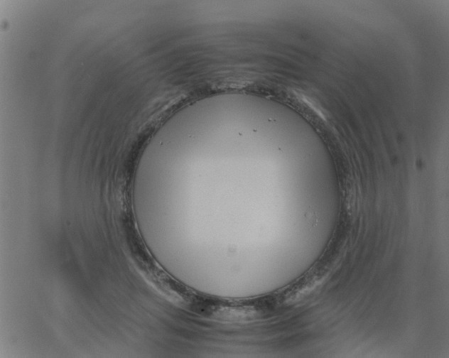 X0000066100455200603312029