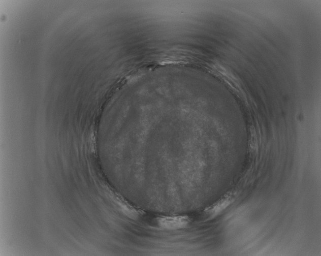 X0000066100465200603312029